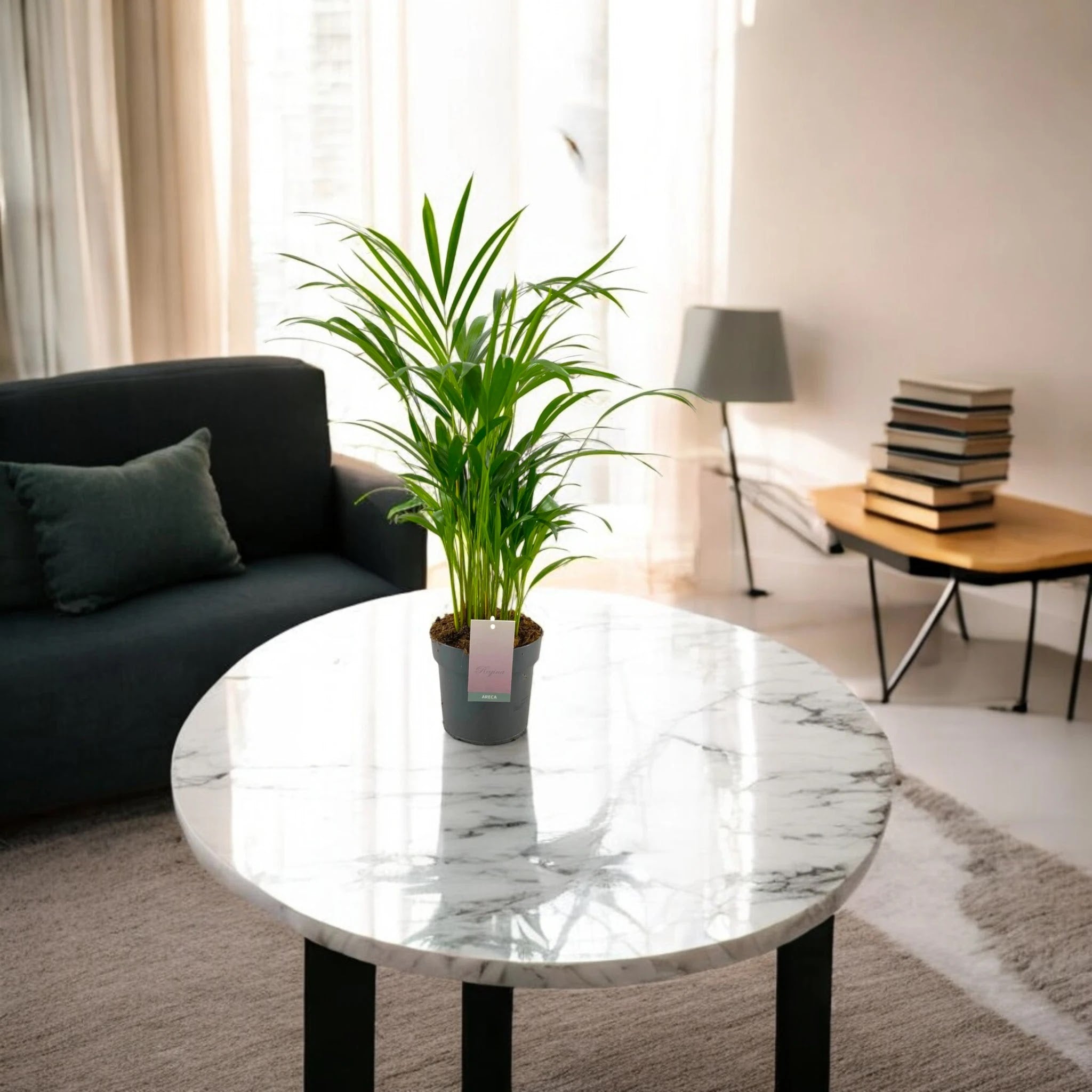 Areca - Dypsis lutescens