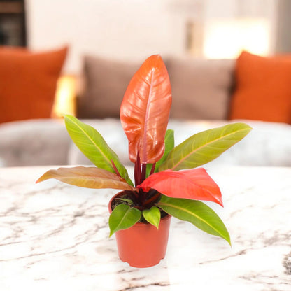 Philodendron 'Prince of orange'