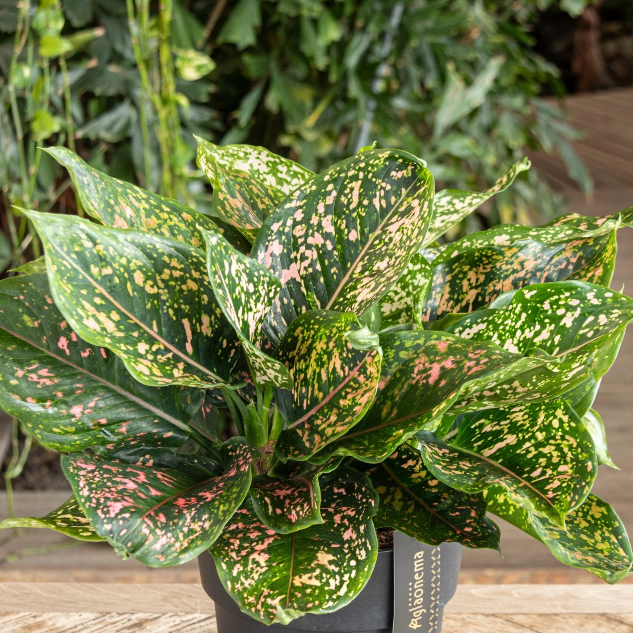 Aglaonema 'Pink Leopard'