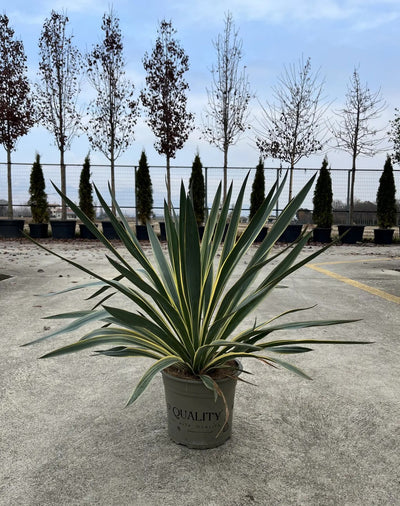 Dettaglio foglie Yucca Gloriosa Variegata con striature crema sui margini verdi