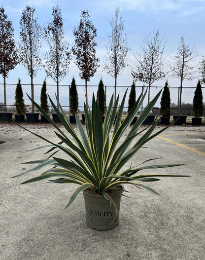 Dettaglio foglie Yucca Gloriosa Variegata con striature crema sui margini verdi