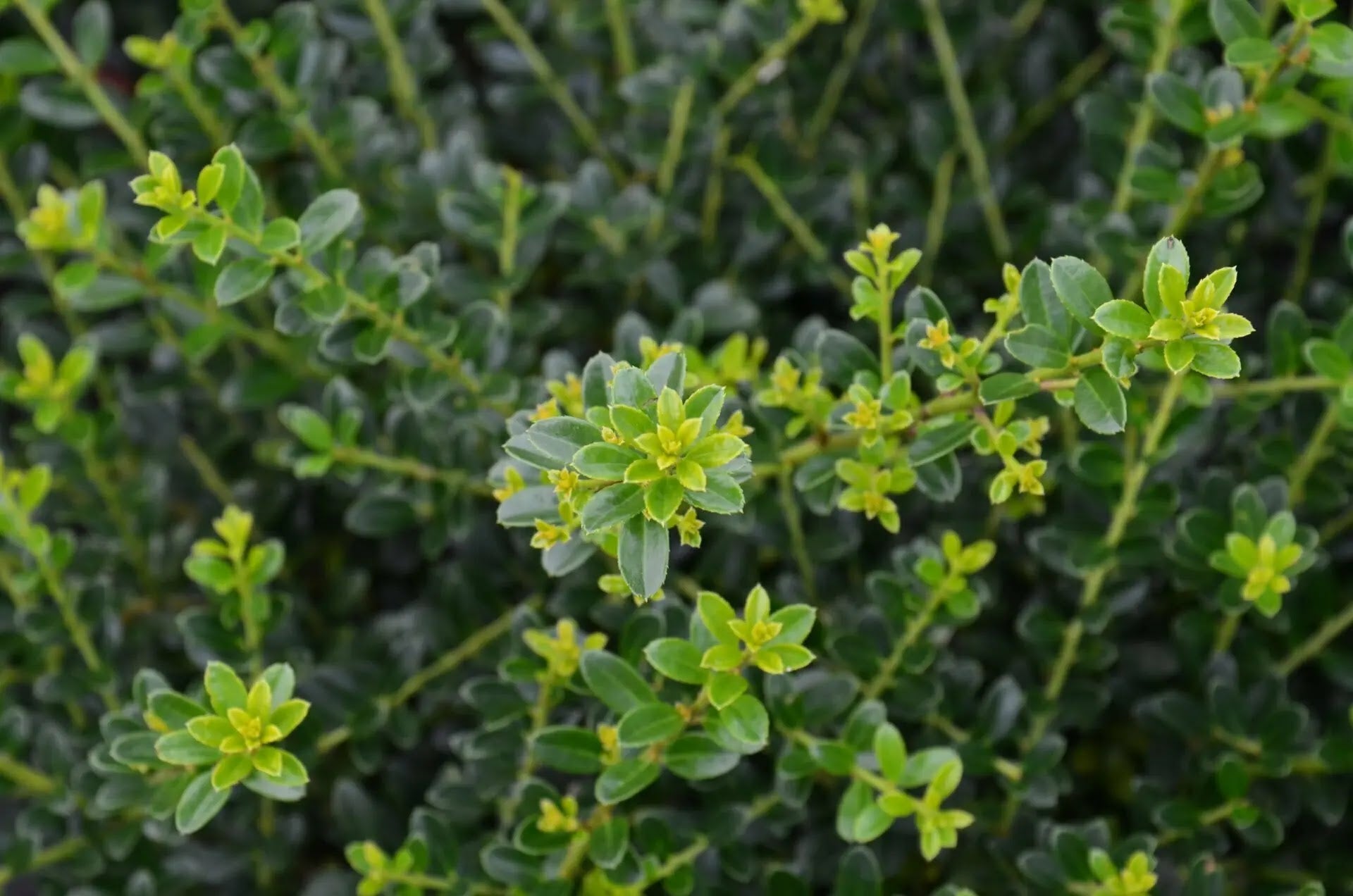Agrifoglio - Ilex crenata 'Kinme'