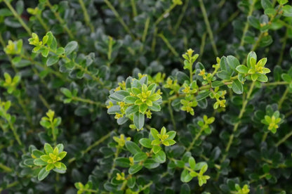 Agrifoglio - Ilex crenata 'Kinme'