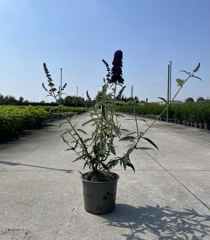 Dettaglio spiga floreale viola intenso di Buddleja davidii Black Knight con farfalle