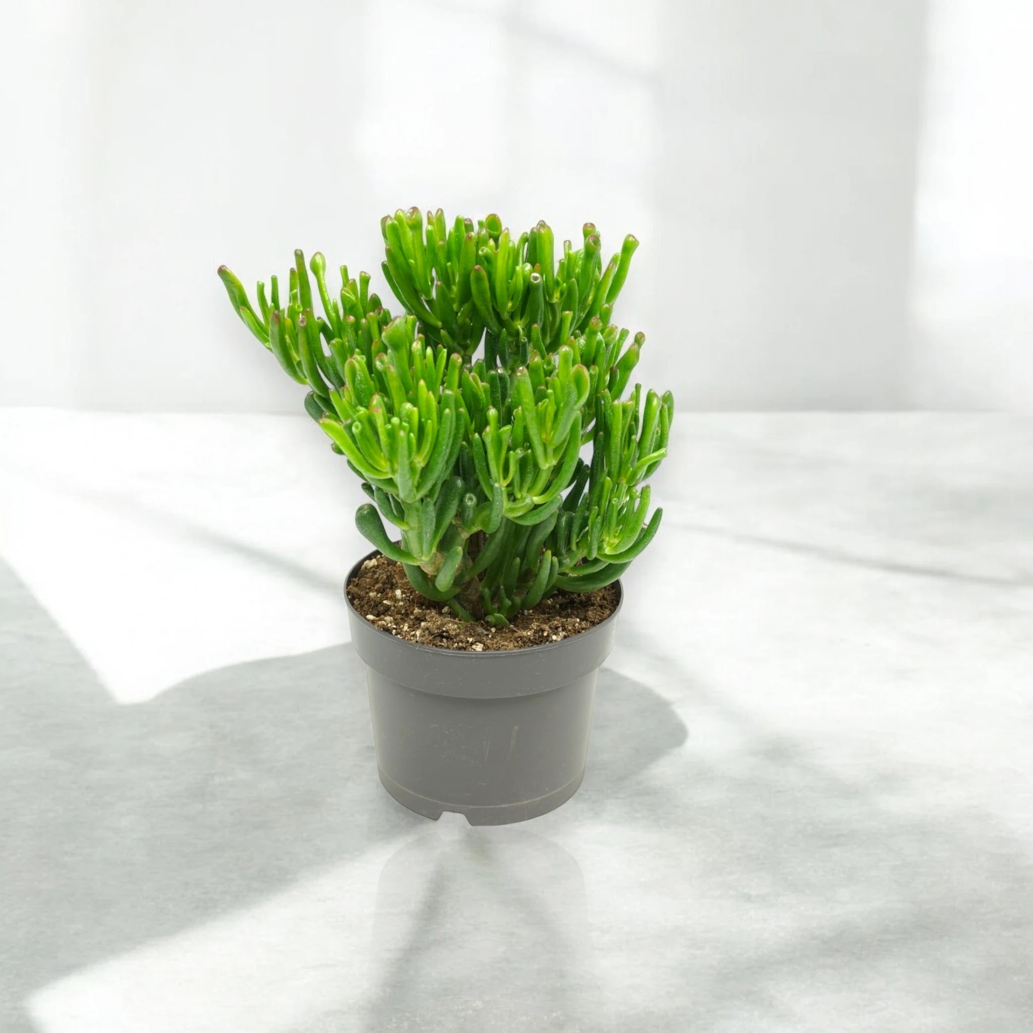 Dettaglio foglie cilindriche Crassula ovata Gollum con punte rossastre