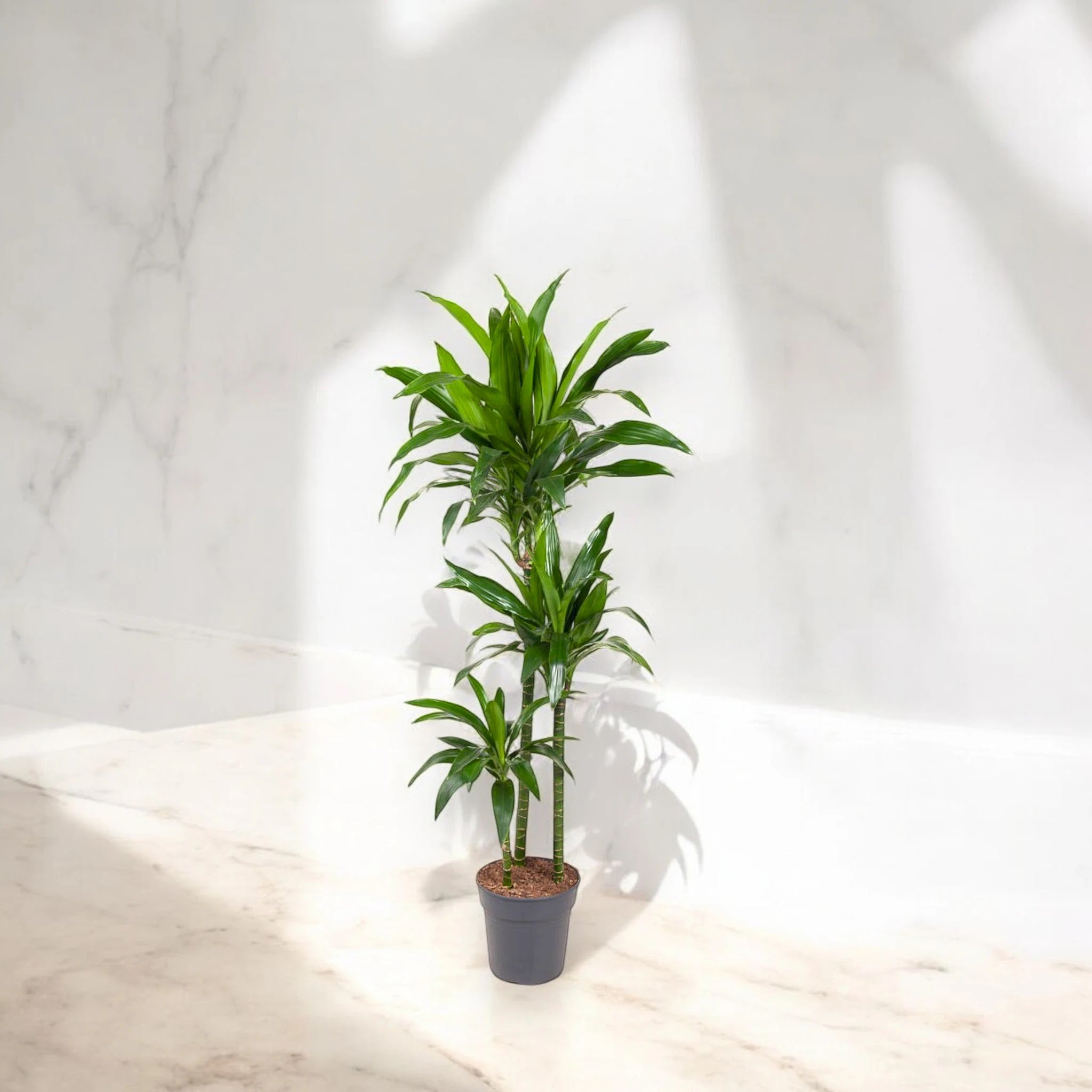Dracaena fragrans 'Janet craig'