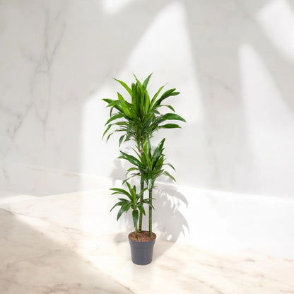 Dracaena fragrans 'Janet craig'