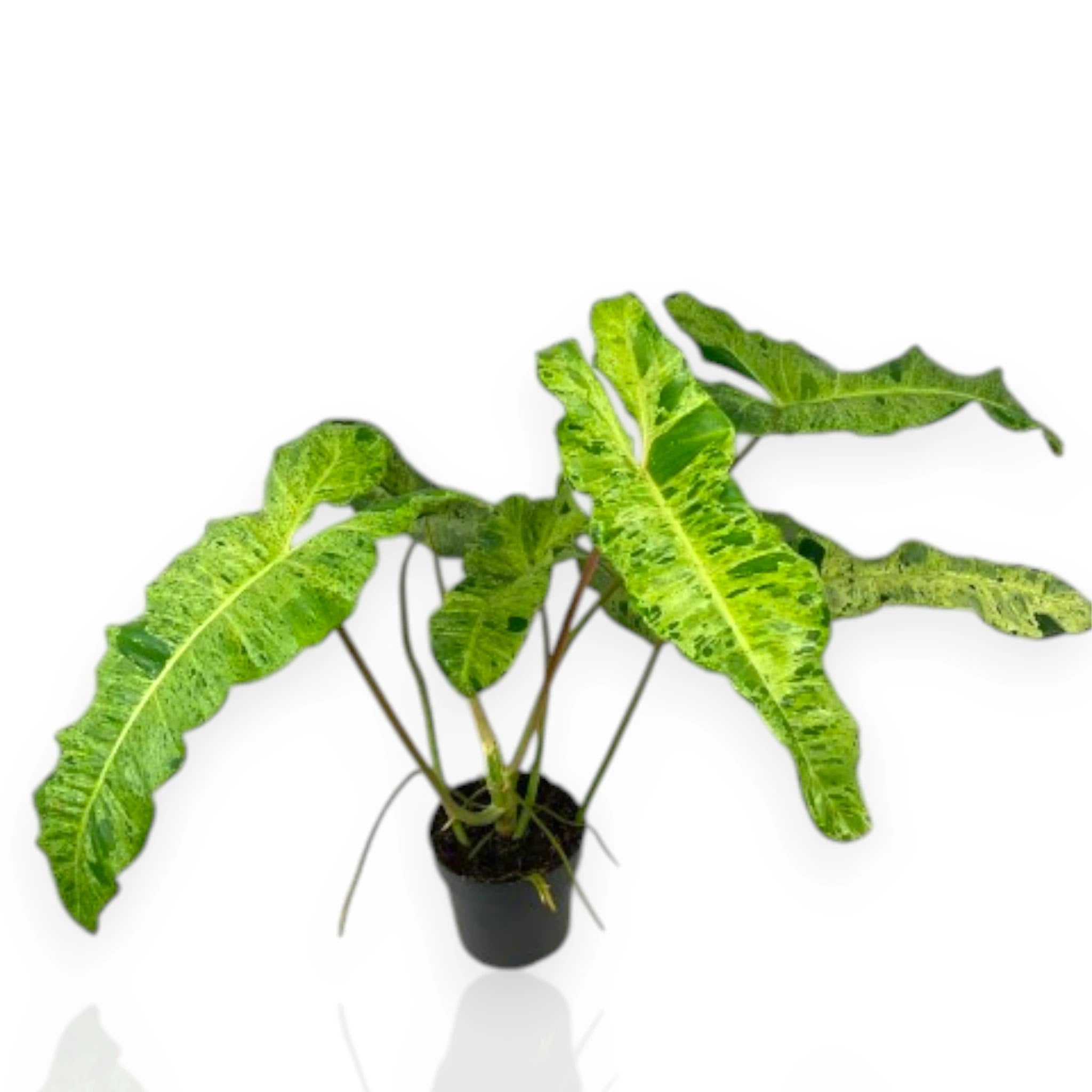 Philodendron paraiso Verde