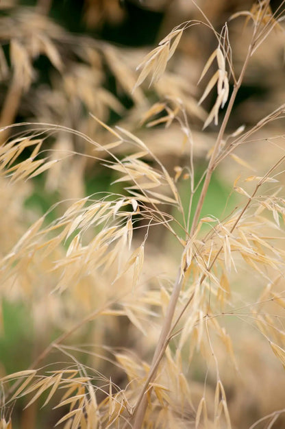 Stipa gigantea con infiorescenze dorate nel giardino, graminacea ornamentale alta due metri