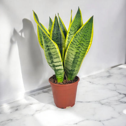 Sansevieria trifasciata 'Futura Superba'