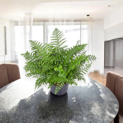 Asplenium parvati
