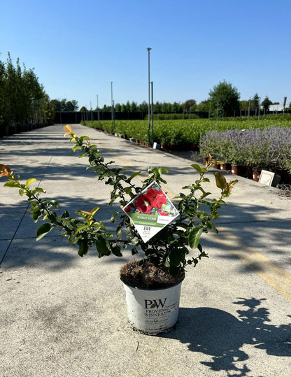 Fior di Pesco - Chaenomeles speciosa 'Scarlet Storm'