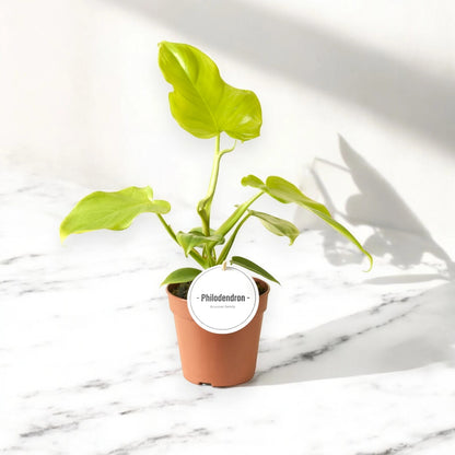 Philodendron 'Golden violin'