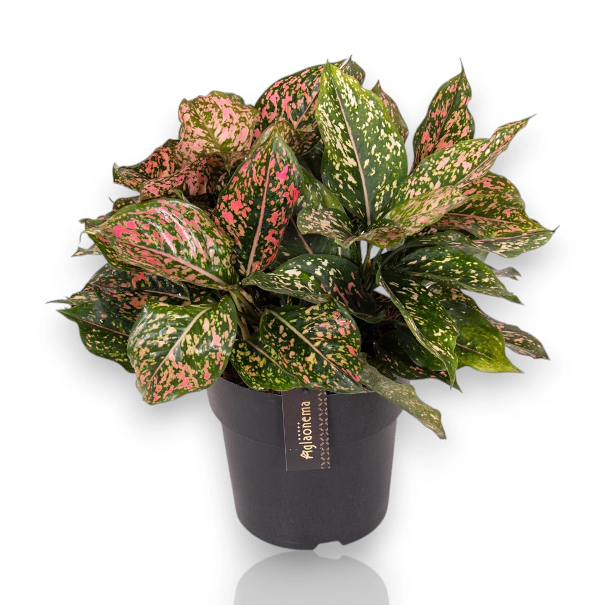Aglaonema 'Pink Leopard'