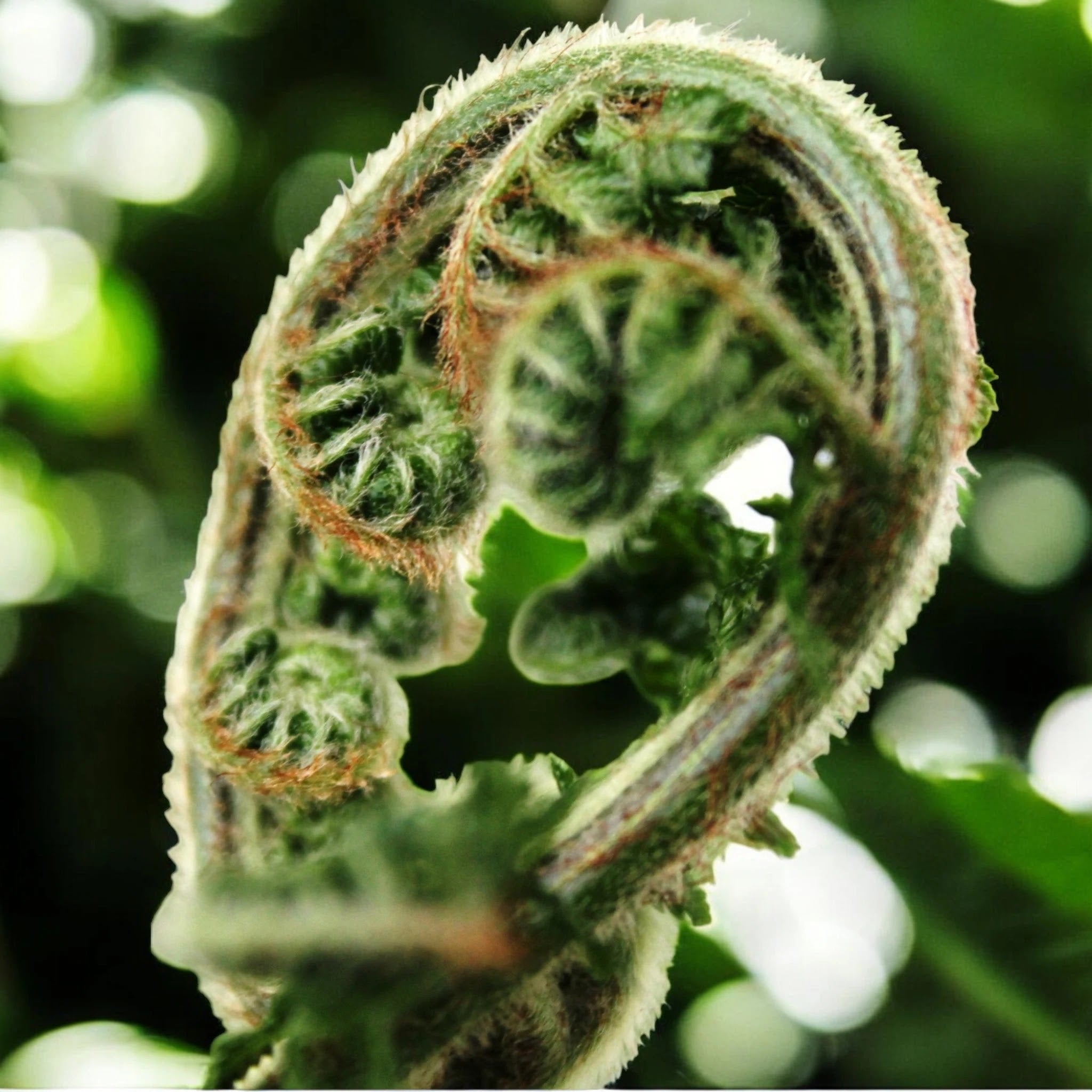 Dicksonia antarctica