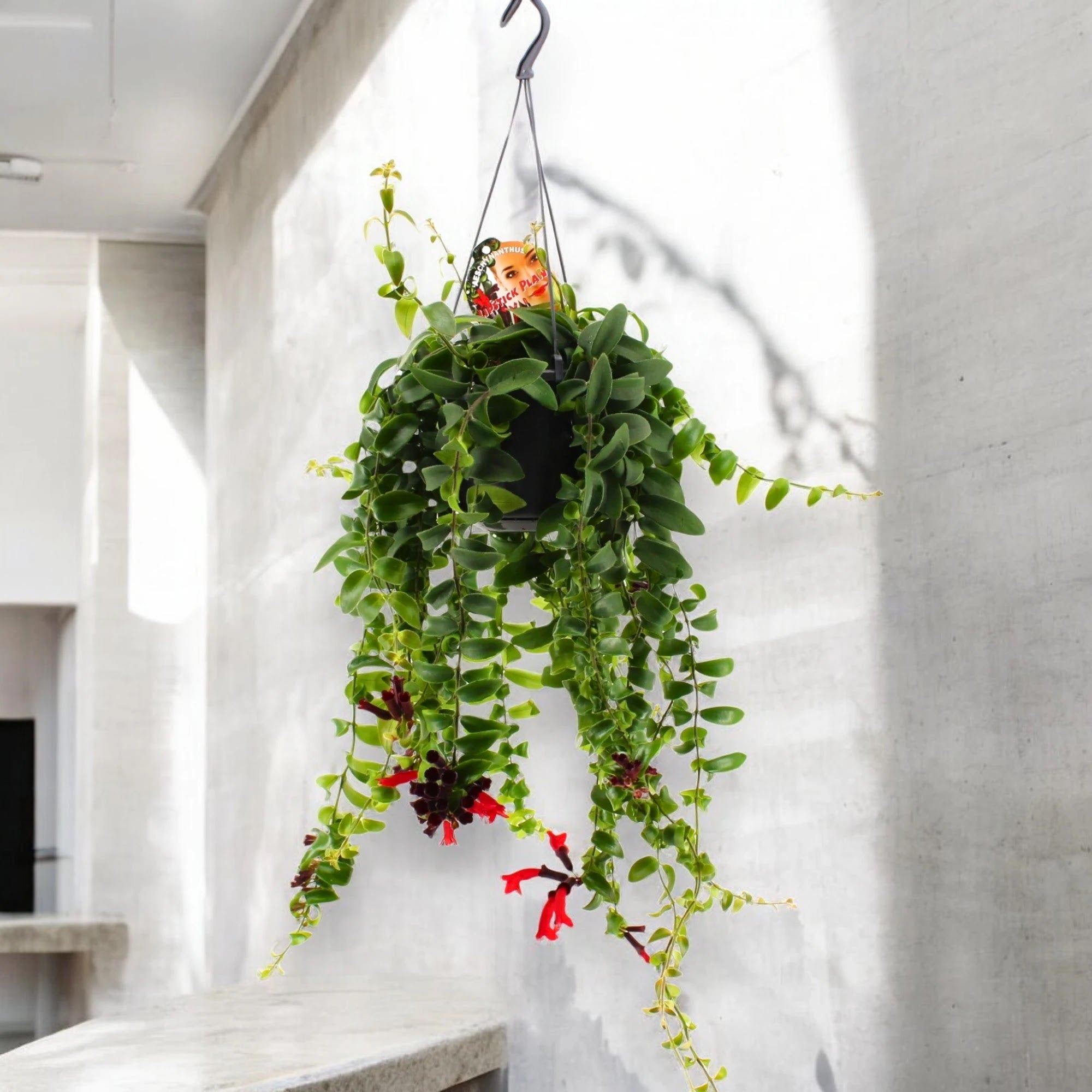 Aeschynanthus 'Rasta'
