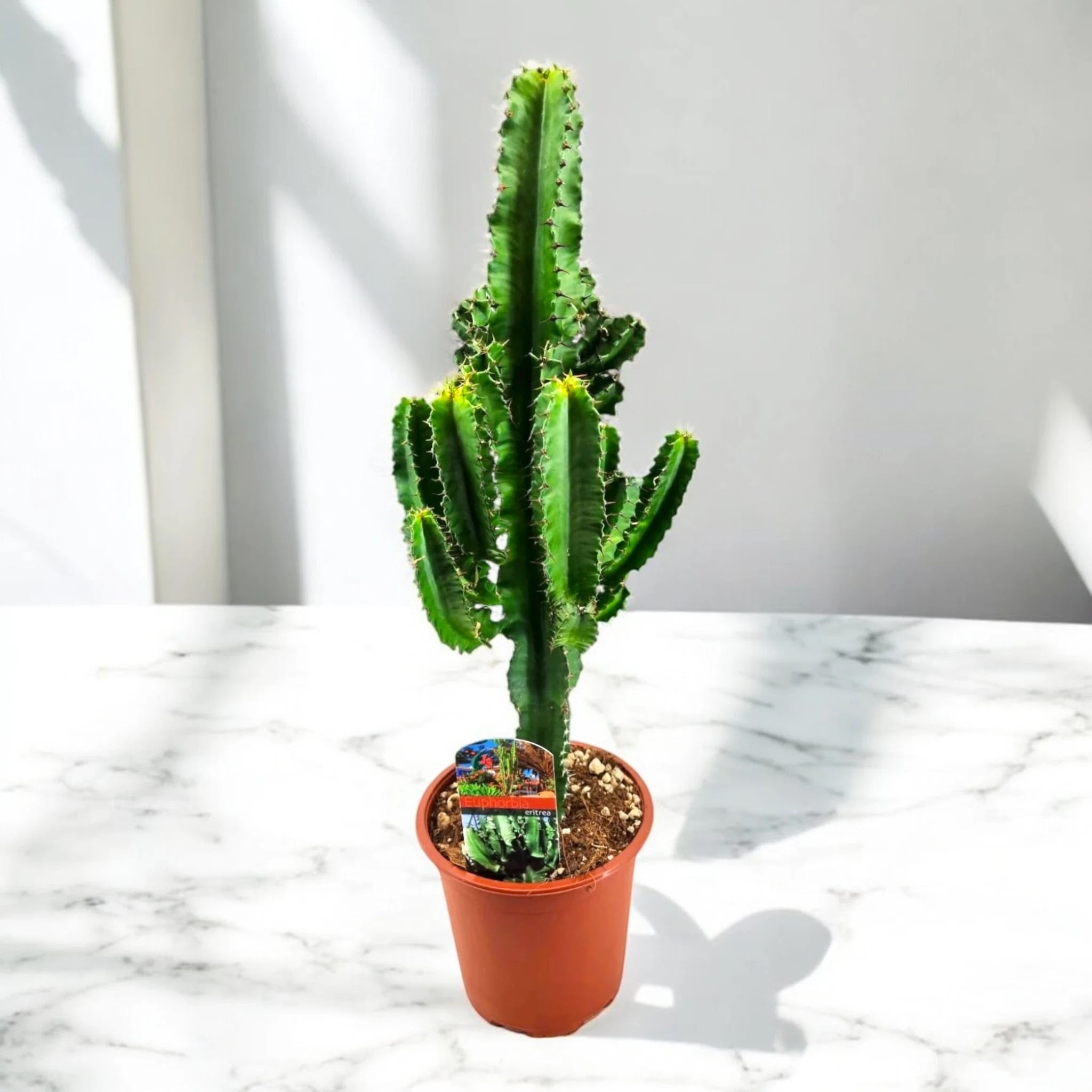 Euphorbia ingens