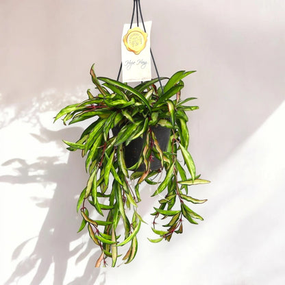 Hoya wayetii
