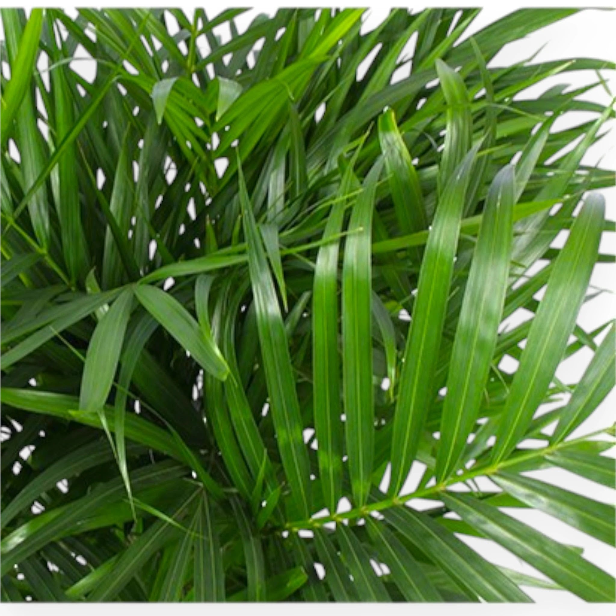 Areca - Dypsis lutescens