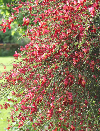 Cytisus scoparius