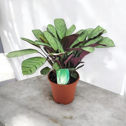 Ctenanthe burle-marxii