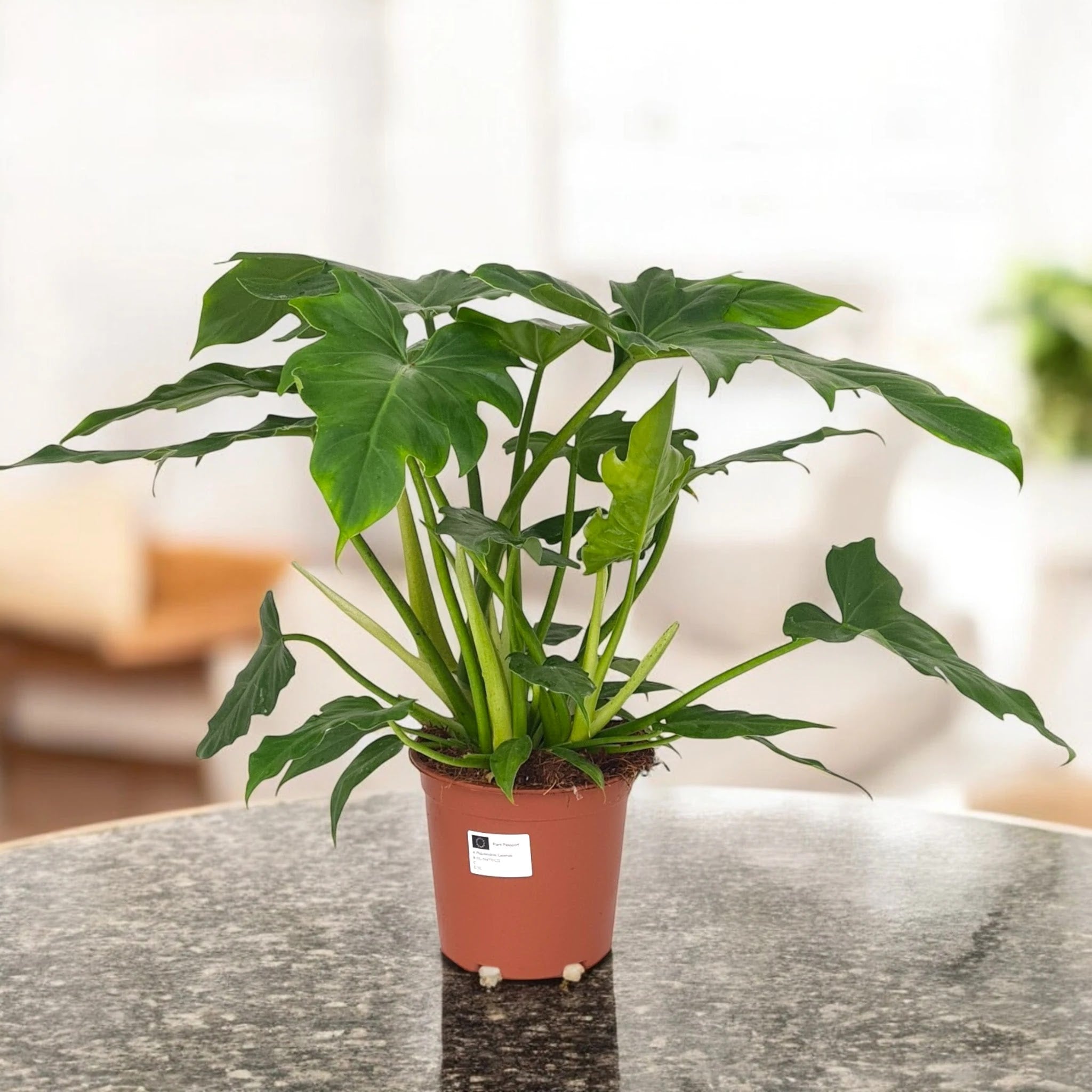 Philodendron 'Lacerum'