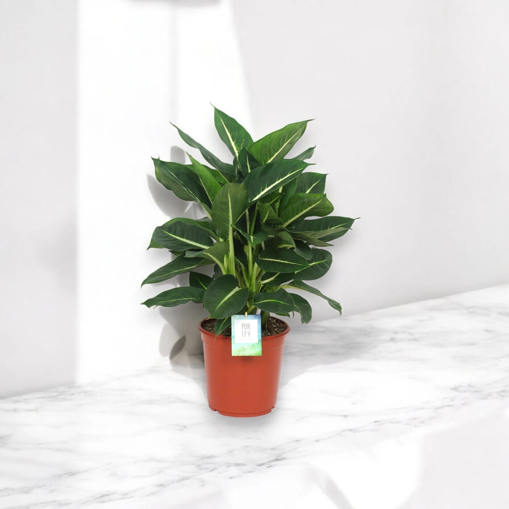 Dieffenbachia 'Green magic'