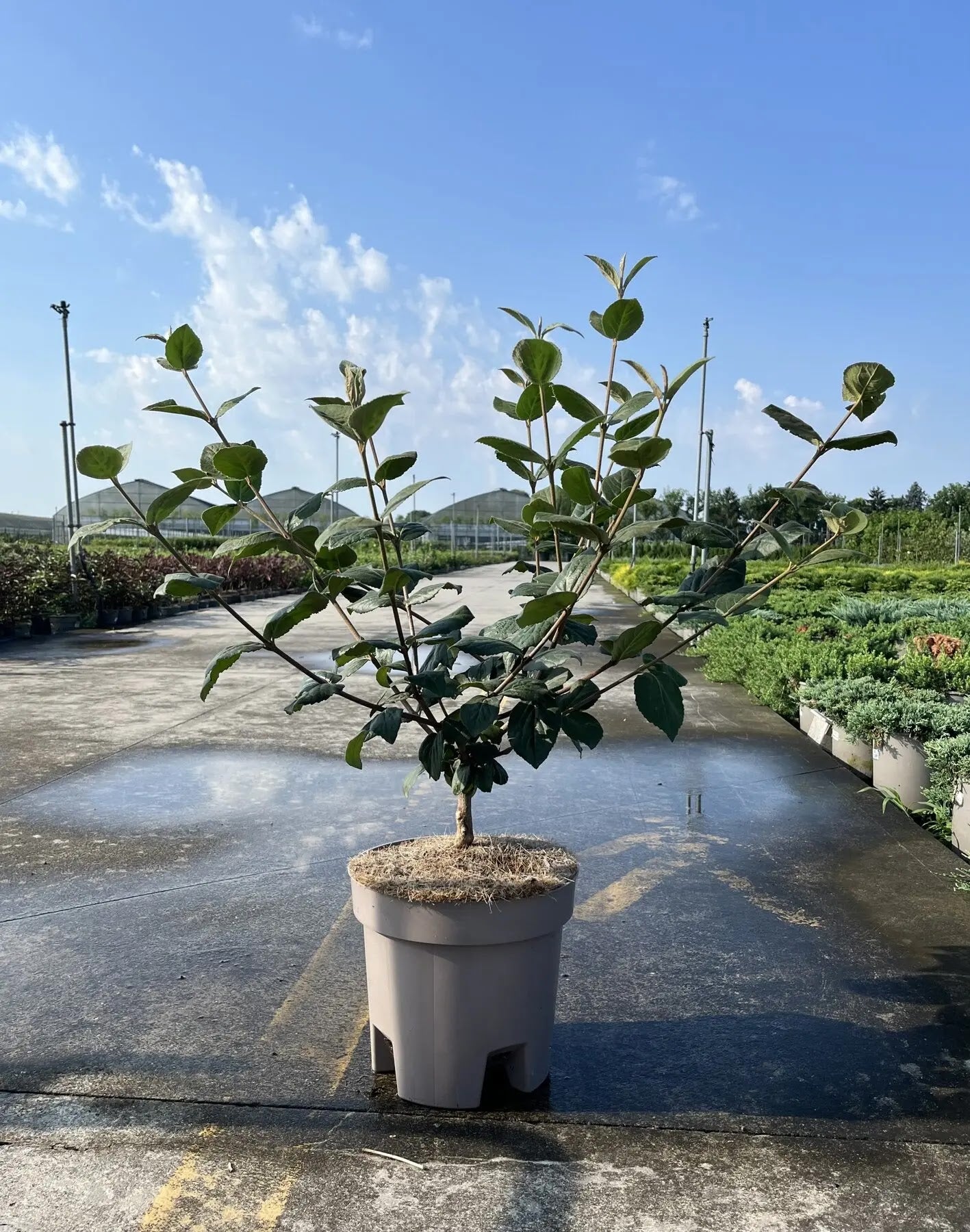 Fiori Viburnum Carlcephalum infiorescenze sferiche bianco-rosa profumate simili a palle di neve