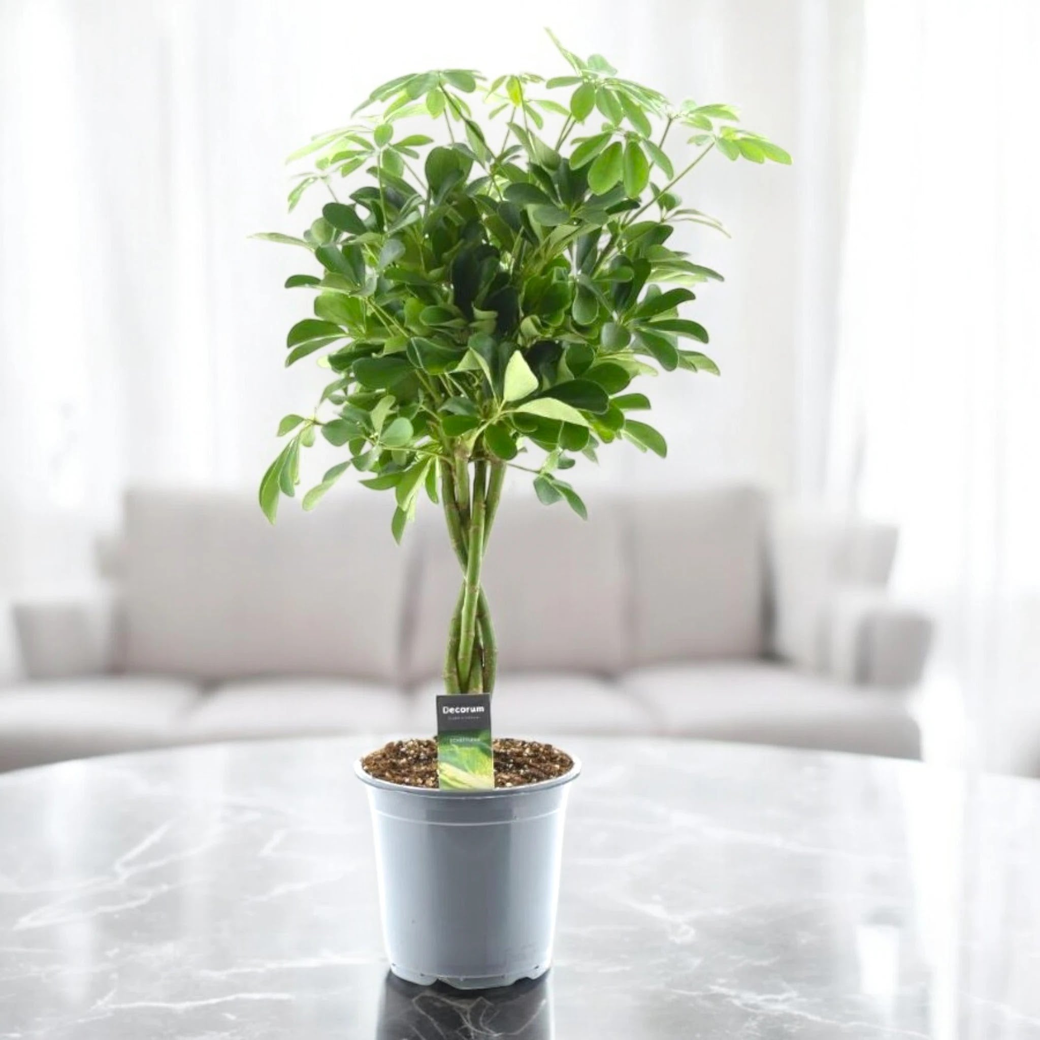 Schefflera arboricola 'Compacta'