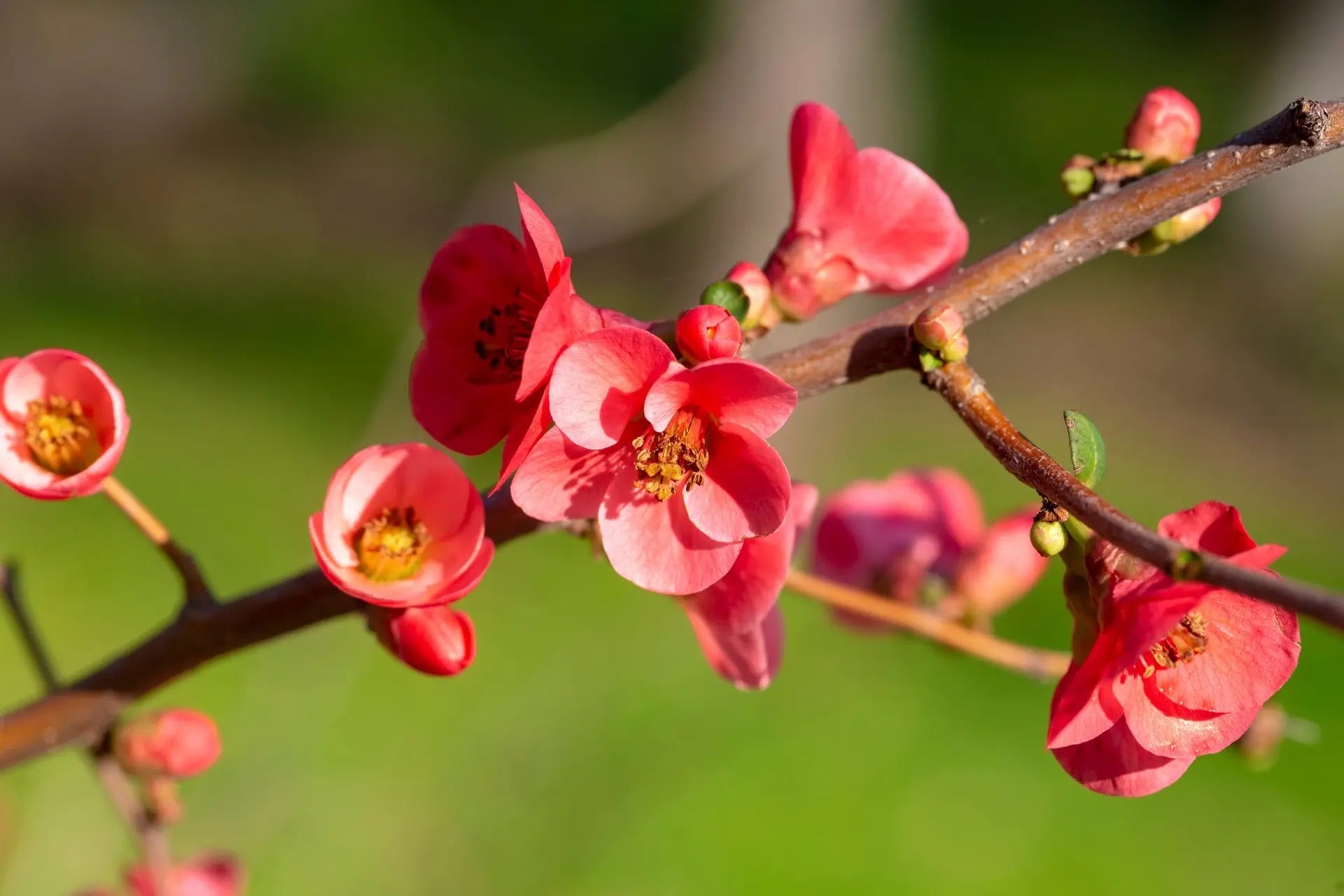 Chaenomeles speciosa Hot Fire in piena fioritura con grandi fiori rossi sui rami spogli