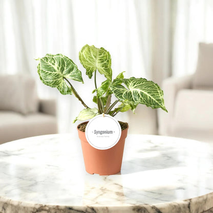 Dettaglio foglia Syngonium Batik con pattern marmorizzato verde e crema