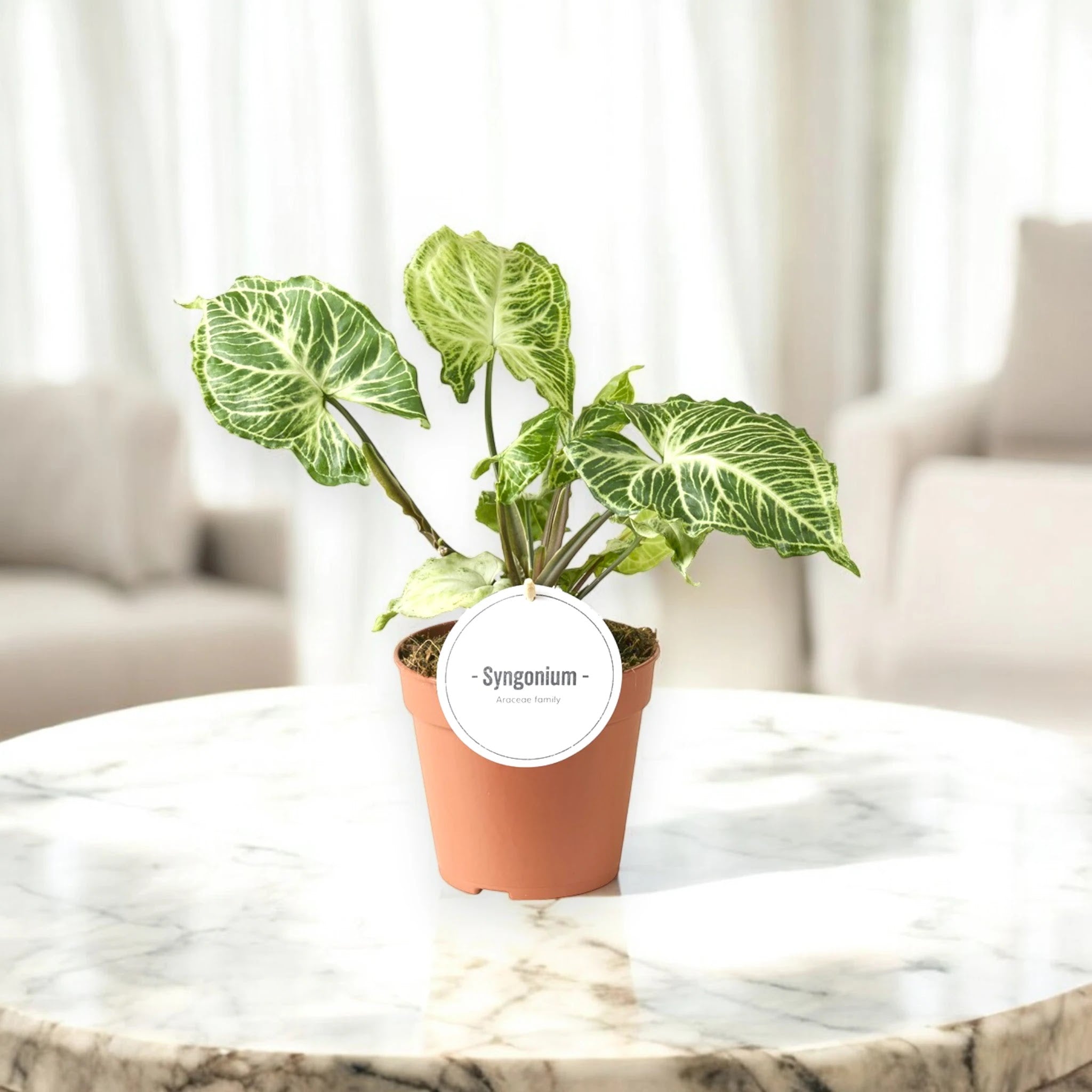 Dettaglio foglia Syngonium Batik con pattern marmorizzato verde e crema