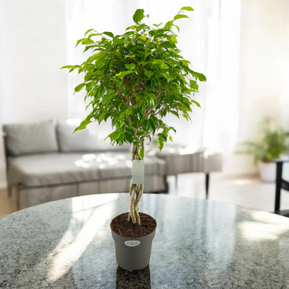 Ficus benjamina 'Exotica'