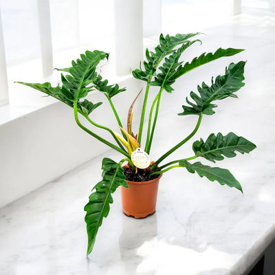 Philodendron 'Tigertooth'