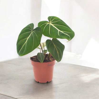 Philodendron gloriosum