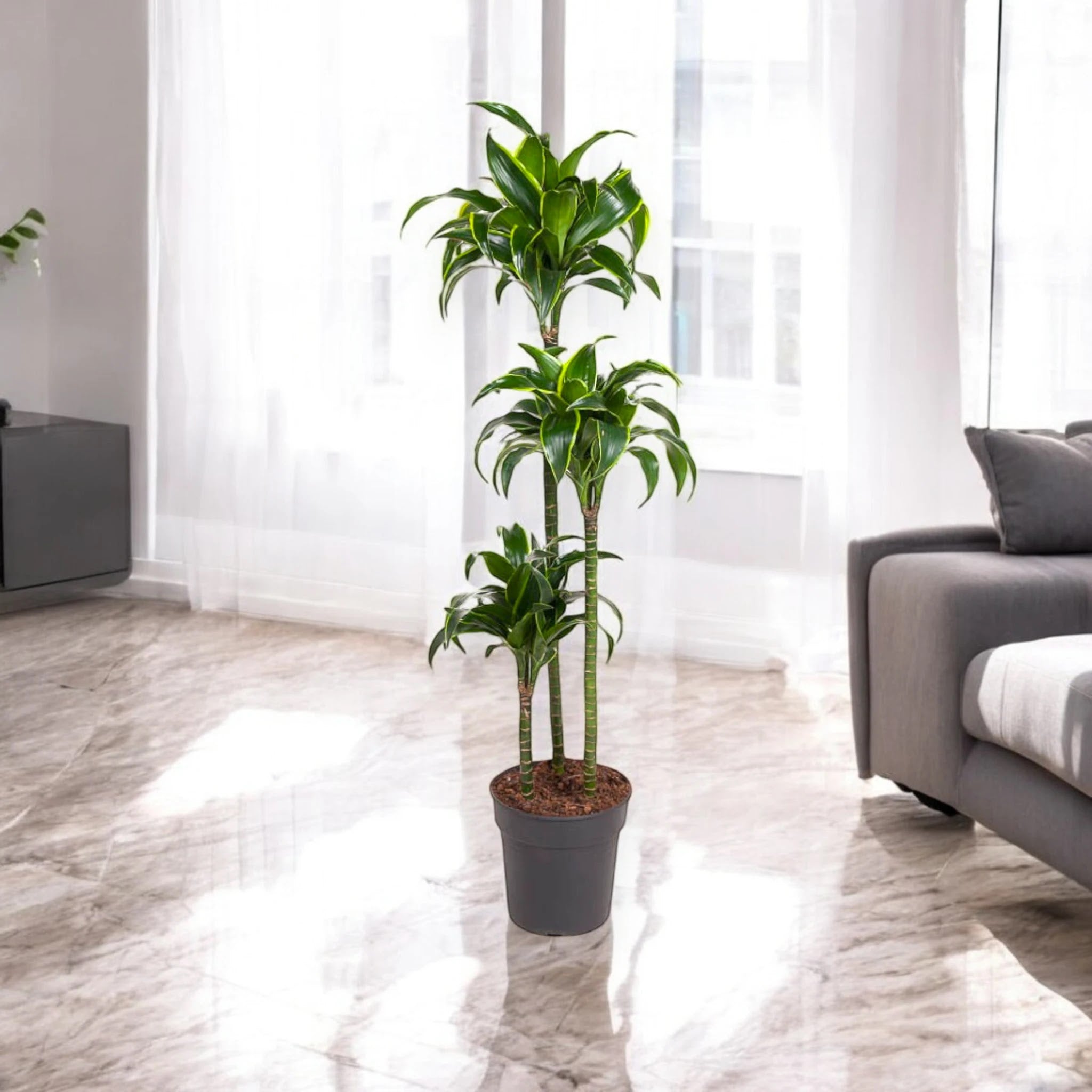 Dracaena fragrans 'Dorado'