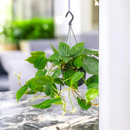 Philodendron scandens