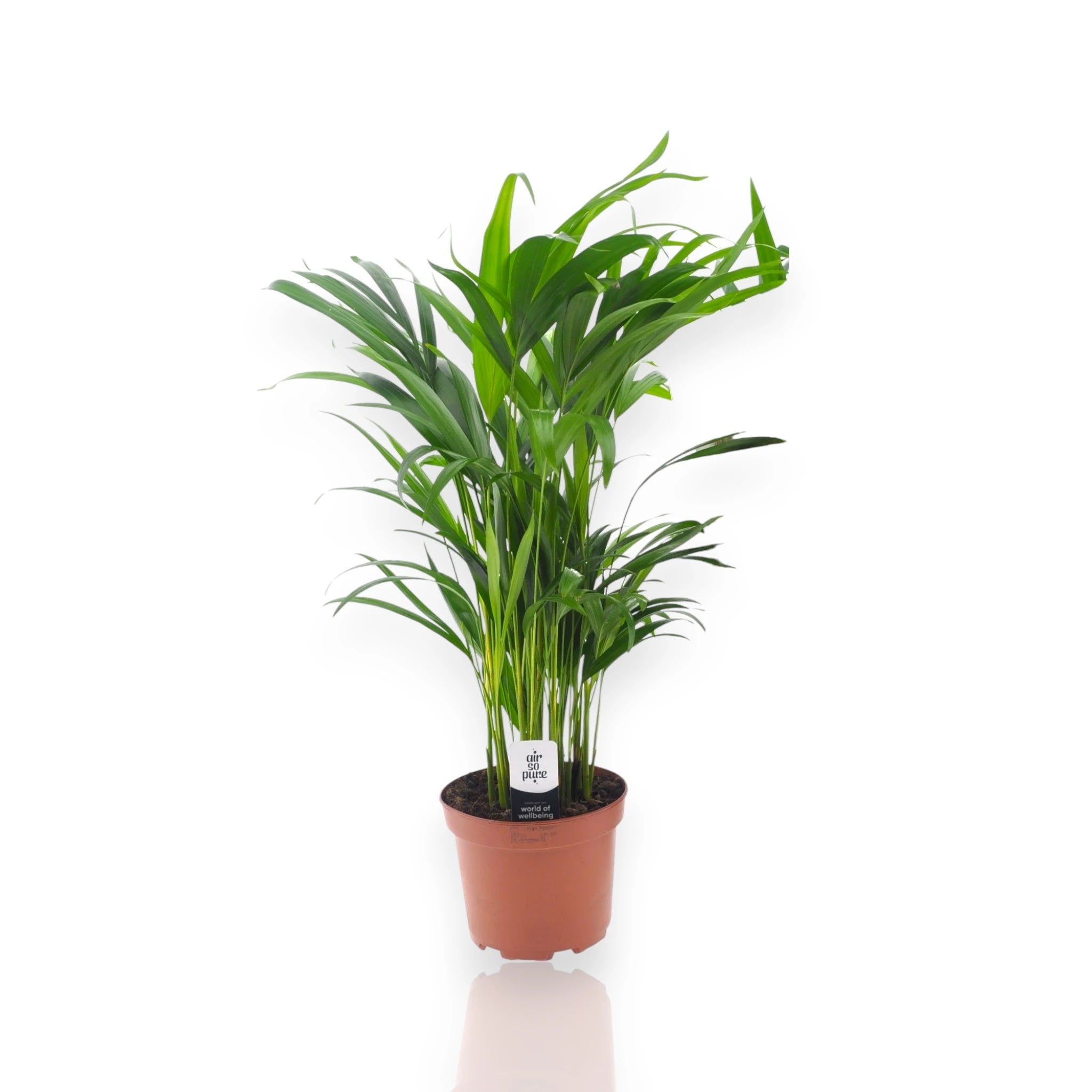 Areca - Dypsis lutescens