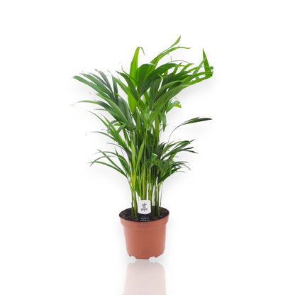 Areca - Dypsis lutescens