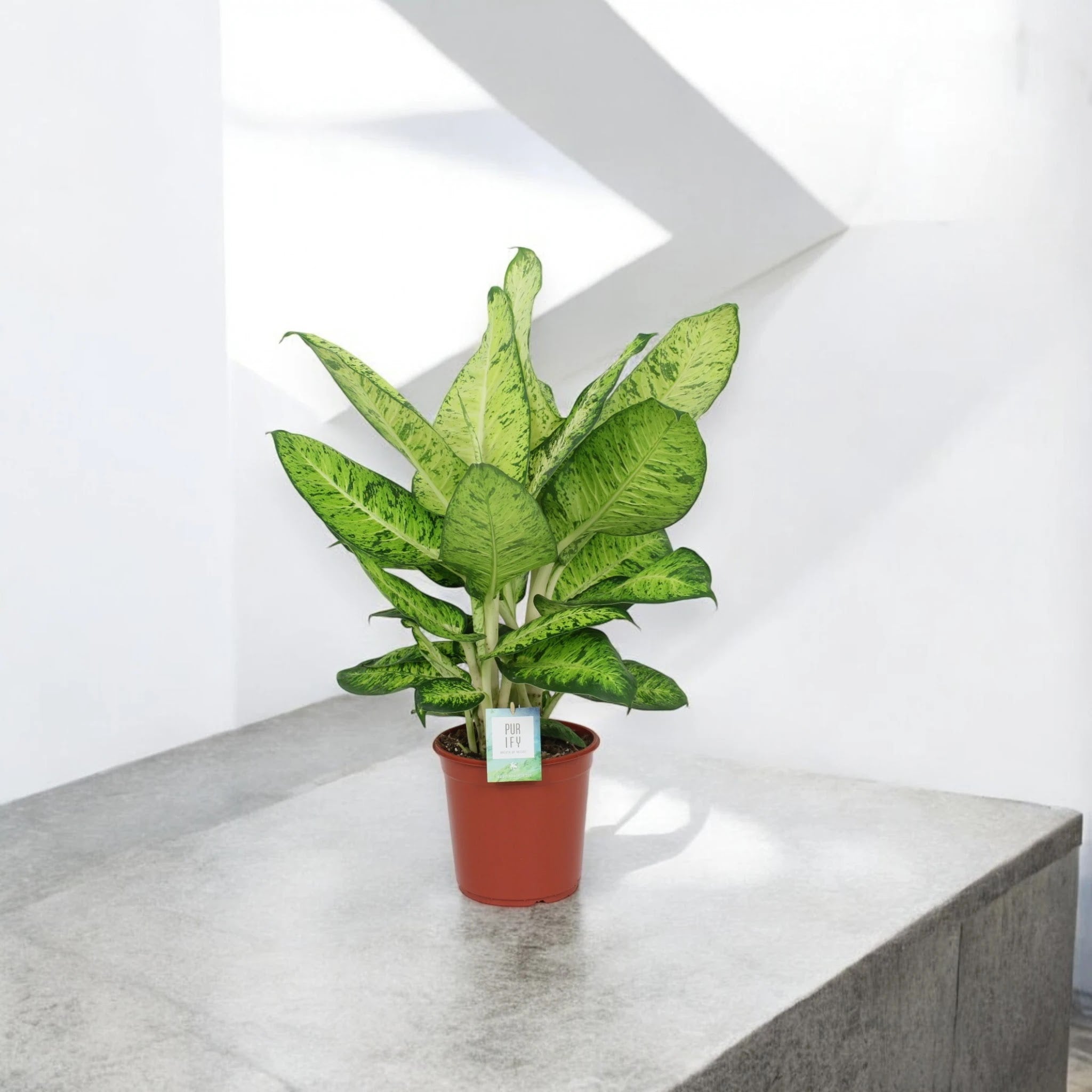Dettaglio foglia Dieffenbachia White Amazon con variegature bianco-crema su fondo verde scuro
