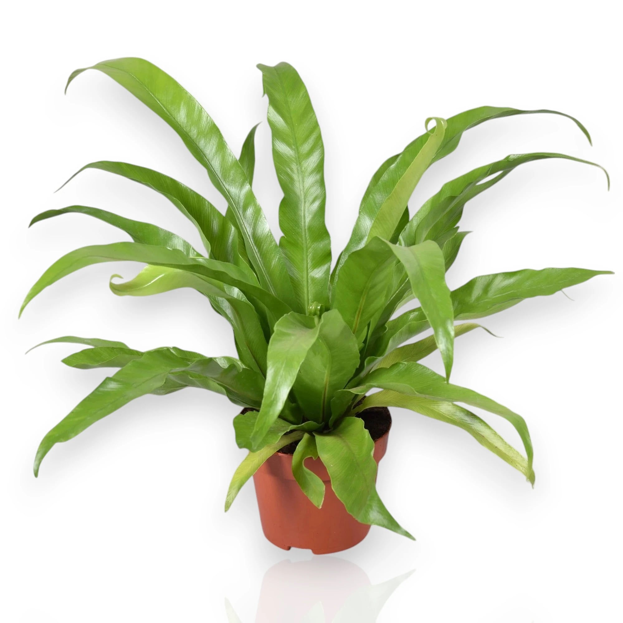 Asplenium antiquum