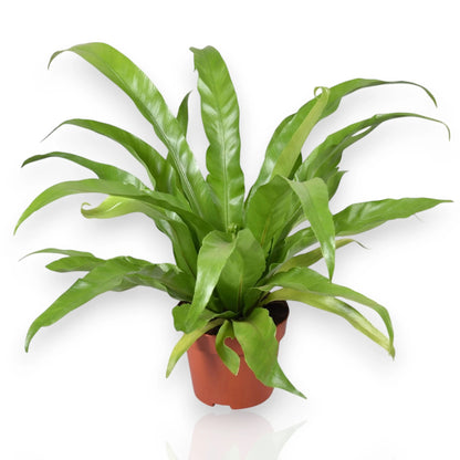 Asplenium antiquum
