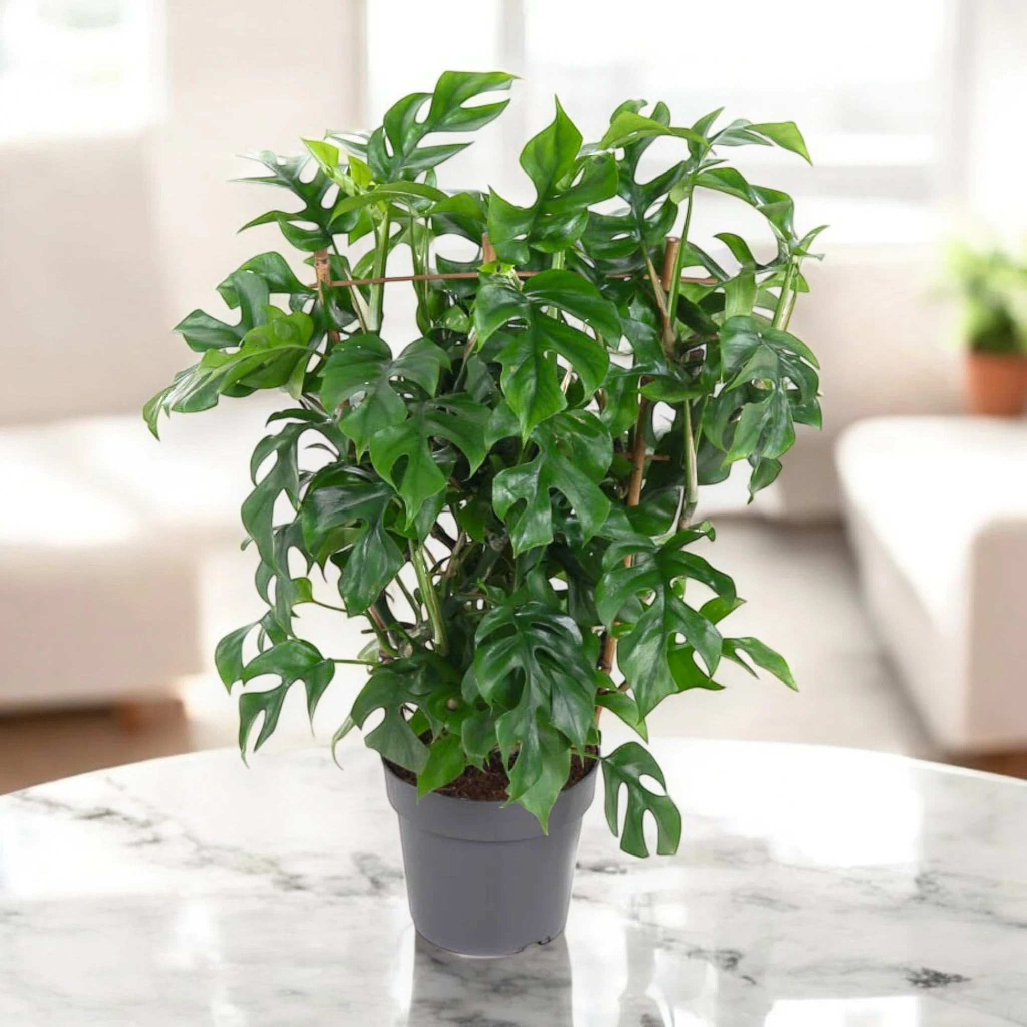Monstera Minima - Rhaphidophora tetrasperma