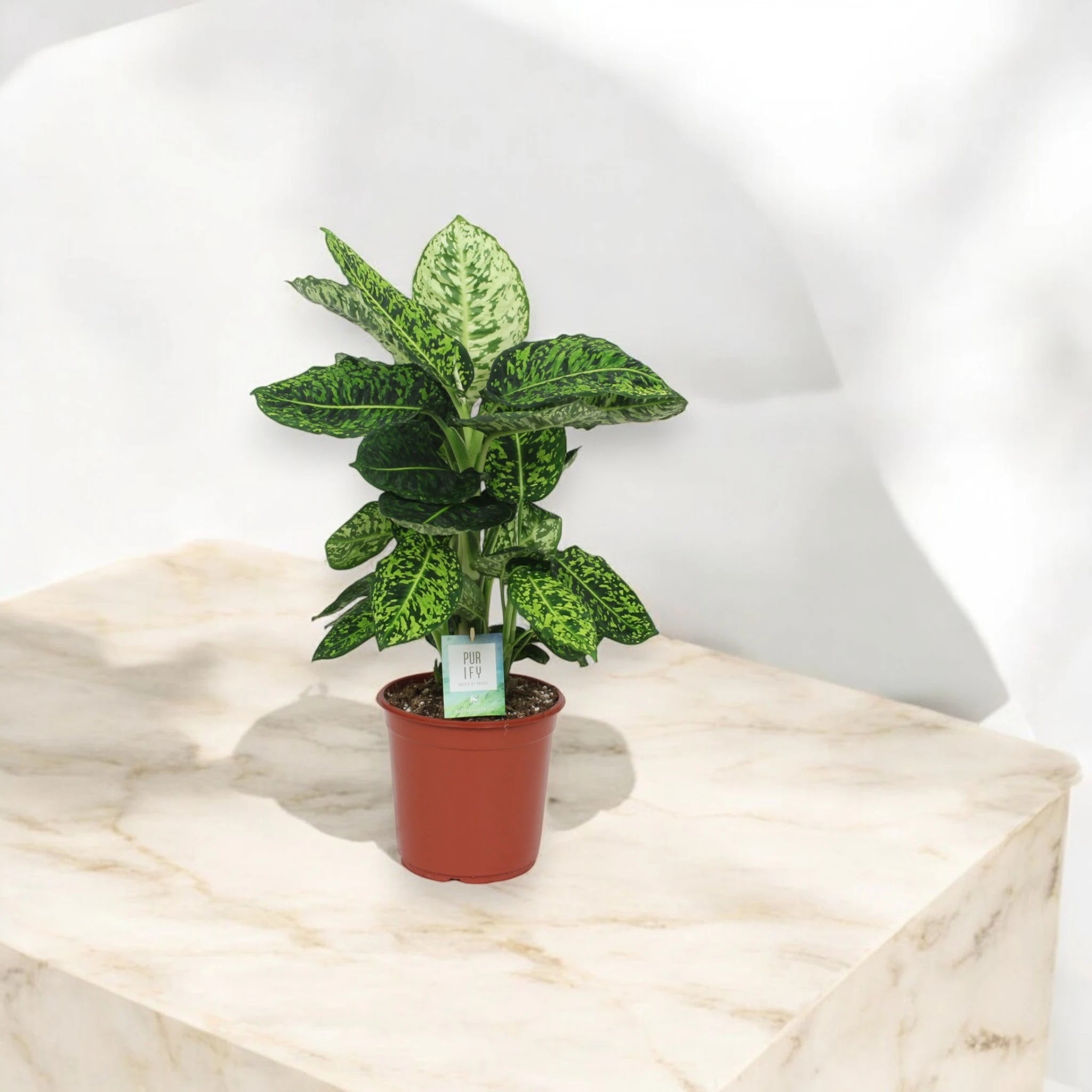 Dettaglio foglie Dieffenbachia Reflector con variegature argentate e riflessi metallici