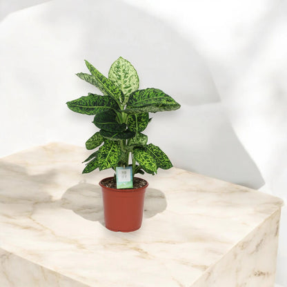 Dettaglio foglie Dieffenbachia Reflector con variegature argentate e riflessi metallici