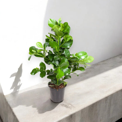Clusia rosea