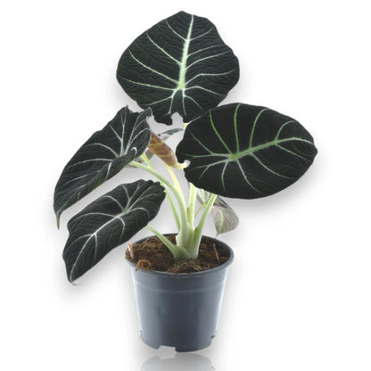 Alocasia Black Velvet in vaso, pianta da interno con foglie nere vellutate e venature argentate