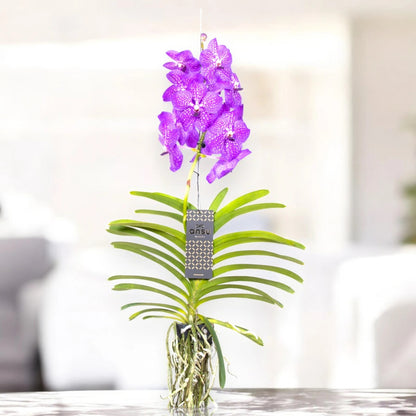 Vanda 'New Blue'