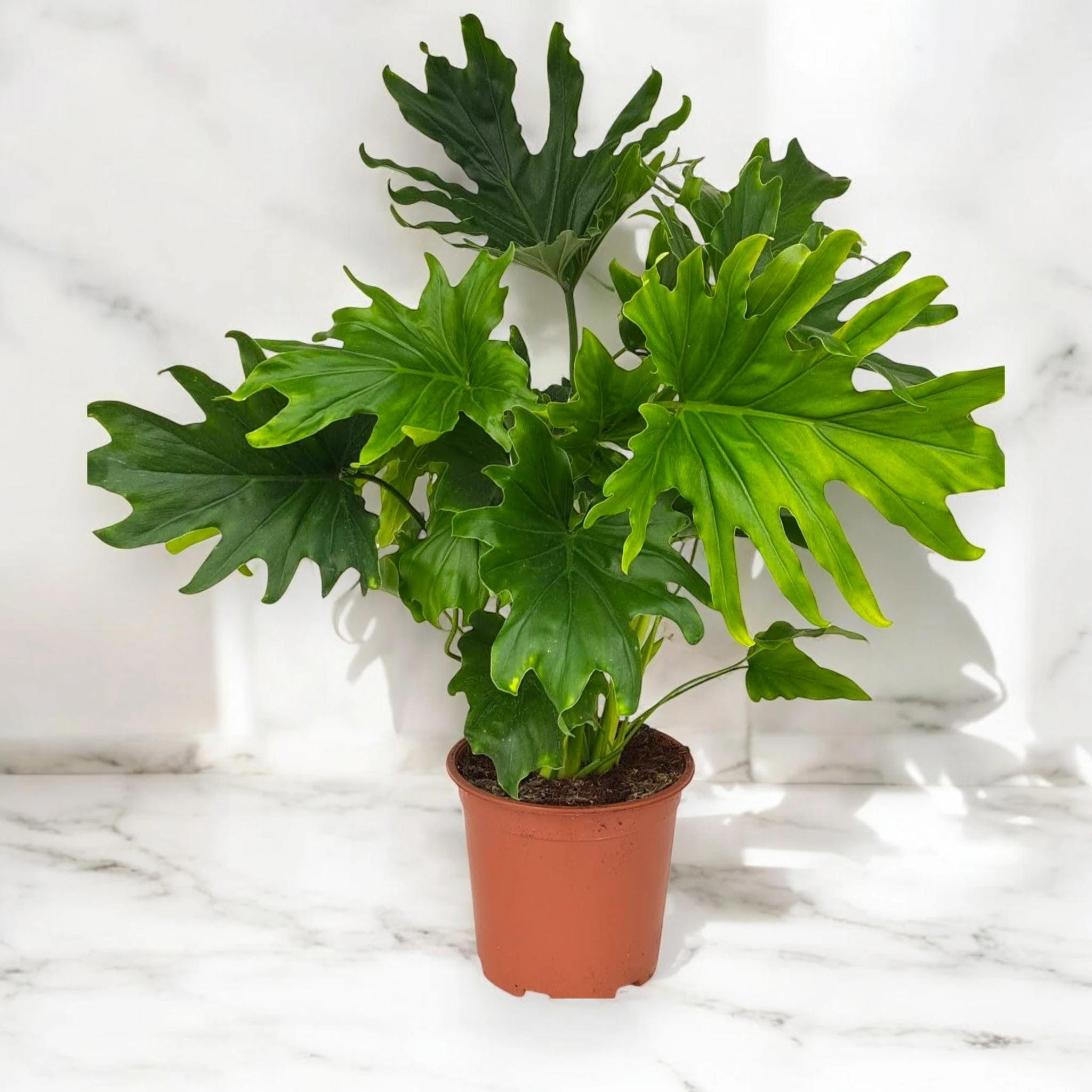 Philodendron 'Lickety Split'