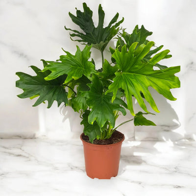 Philodendron 'Lickety Split'